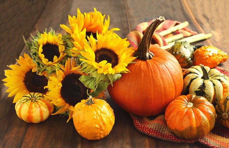 Sunflowers and Pumpkins — Yellow, Autumnal
