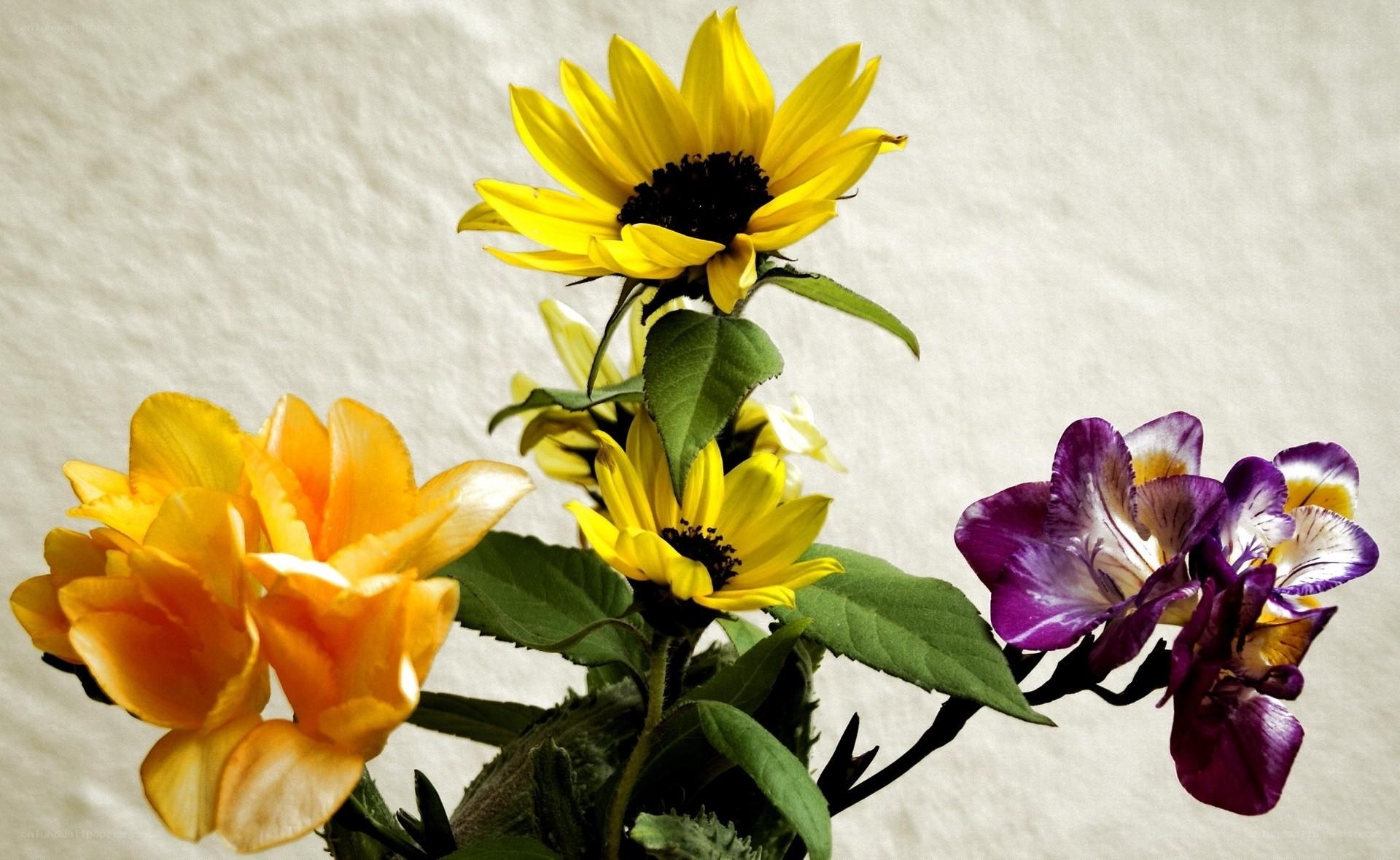 Sunflowers and purple flowers