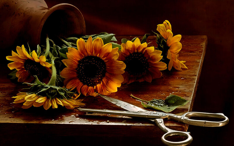 Sunflowers and scissors on wood