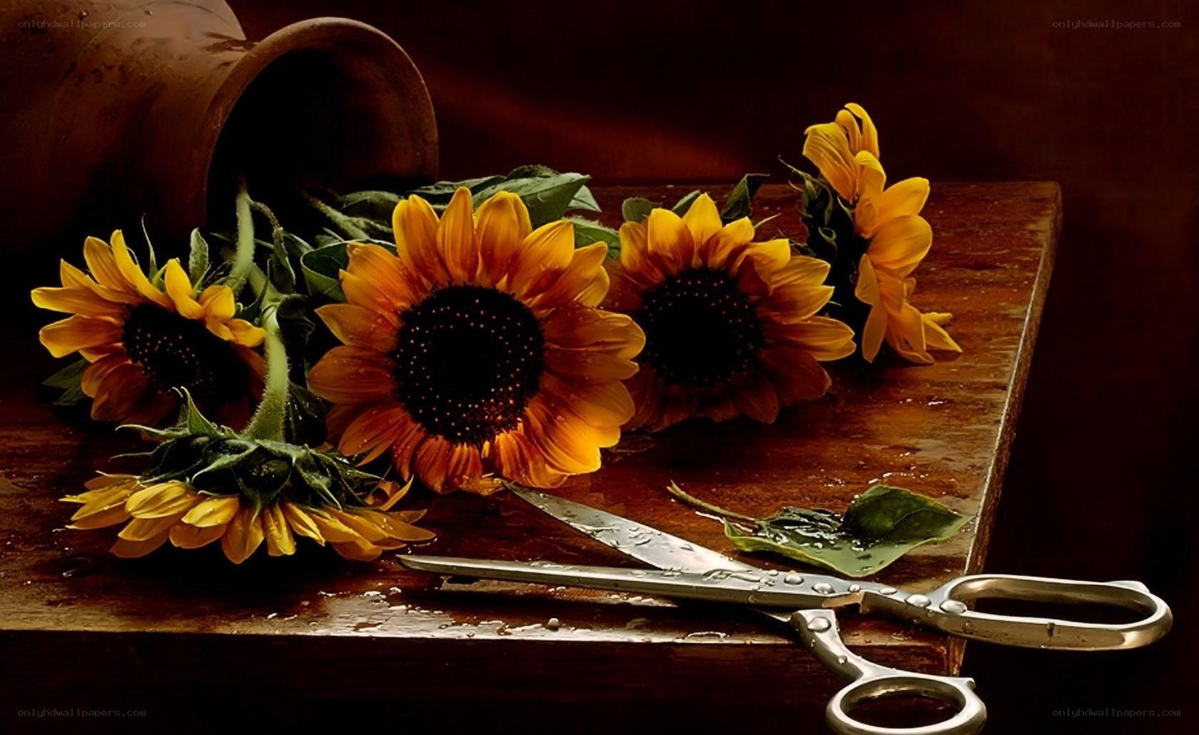 Sunflowers and scissors on wood
