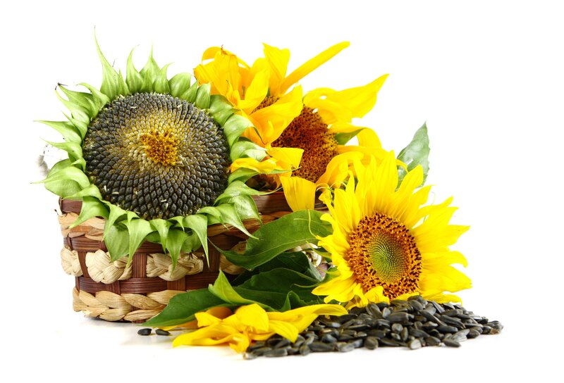 Sunflowers and seeds in a basket