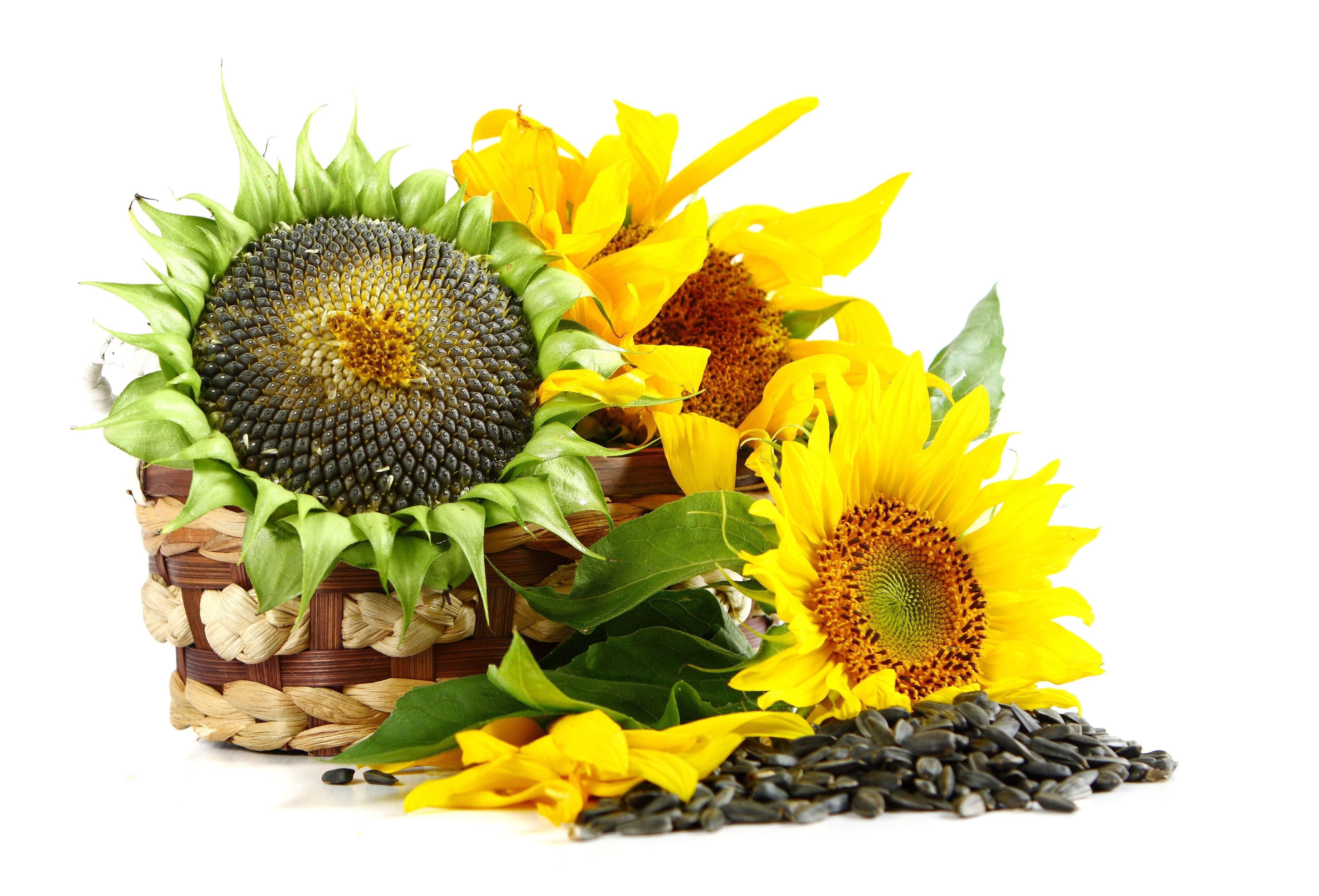 Sunflowers and seeds in a basket