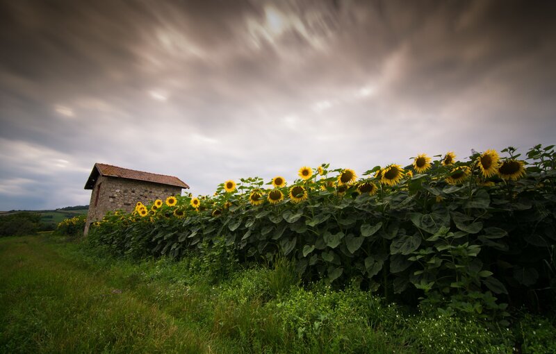 Sunflowers and Stone Shed