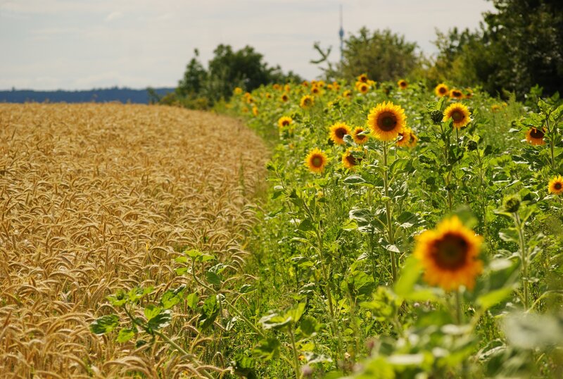 Sunflowers and Wheat Field
