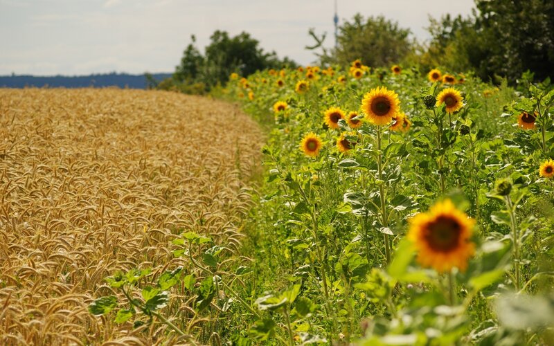 Sunflowers and Wheat Field — Yellow