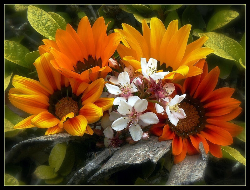 Sunflowers and White Flowers