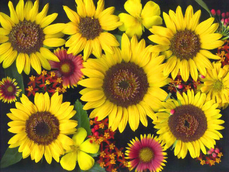 Sunflowers and Wildflowers
