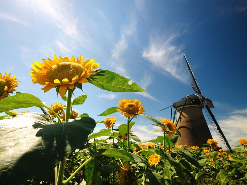 Sunflowers and Windmill — Yellow