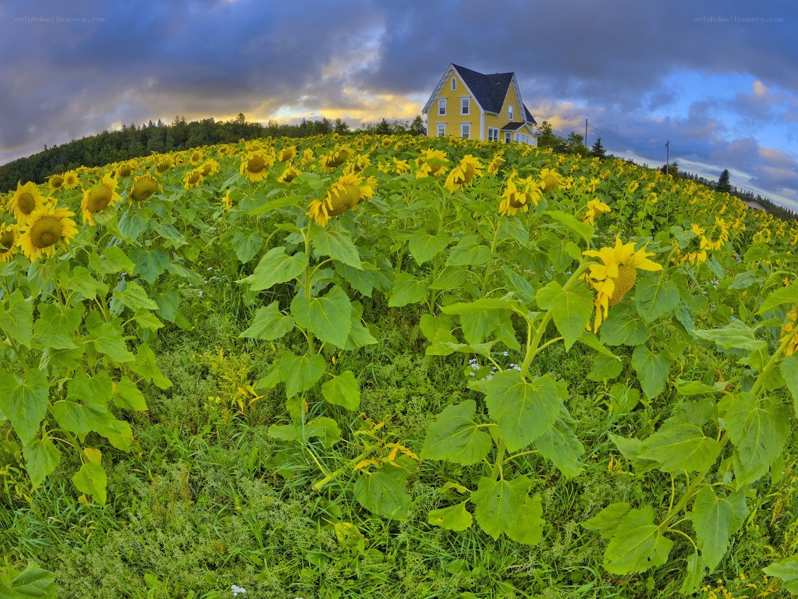 Sunflowers and Yellow House
