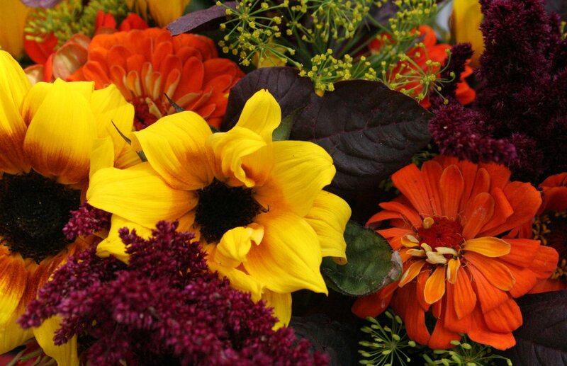Sunflowers and Zinnias