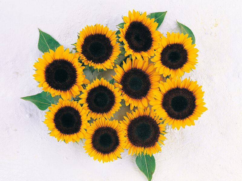 Sunflowers Arranged in Heart