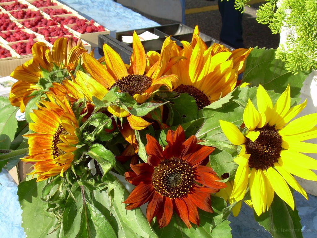 Sunflowers at a market