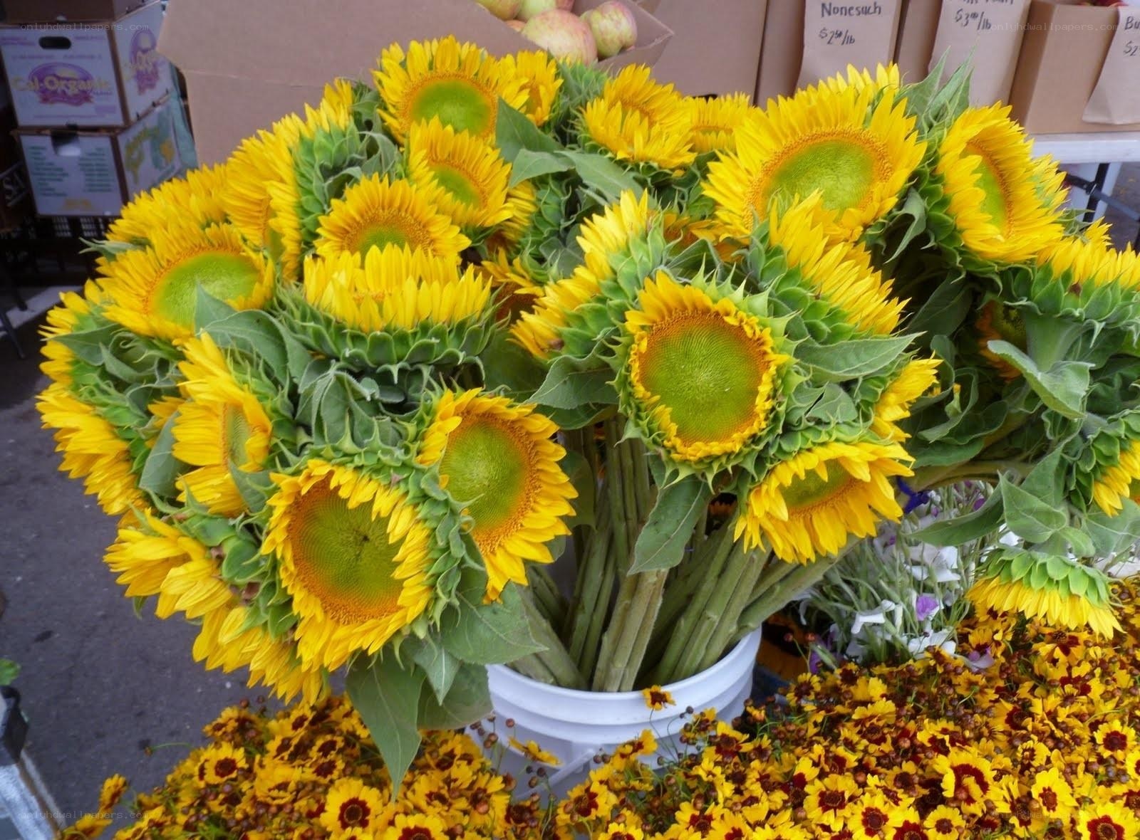 Sunflowers at a market