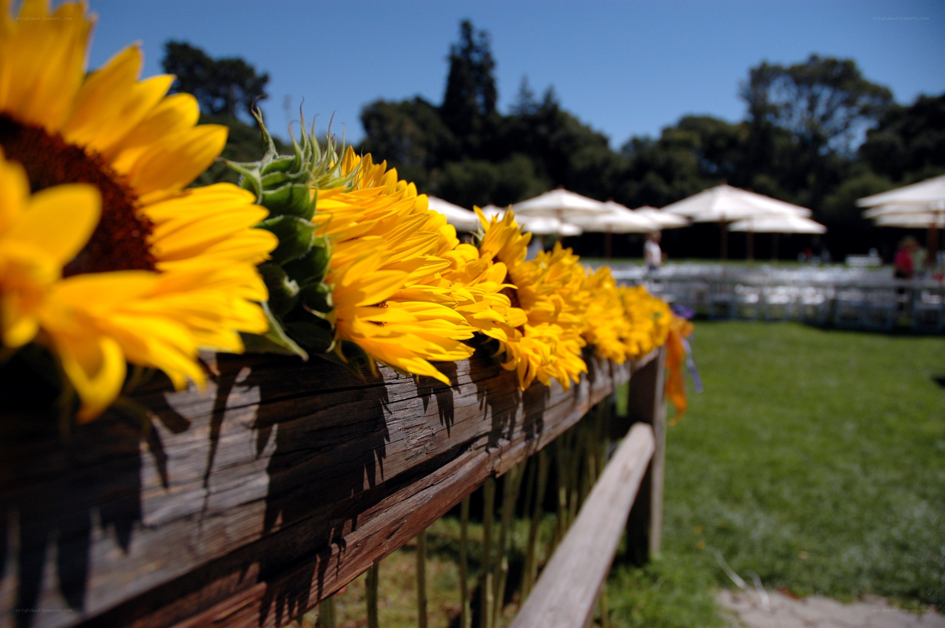 Sunflowers at an outdoor event