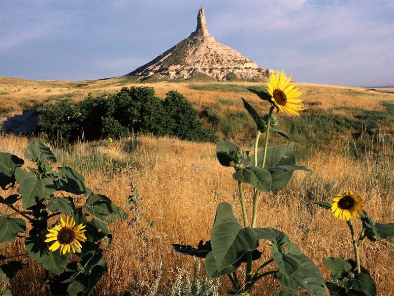 Sunflowers at Chimney Rock