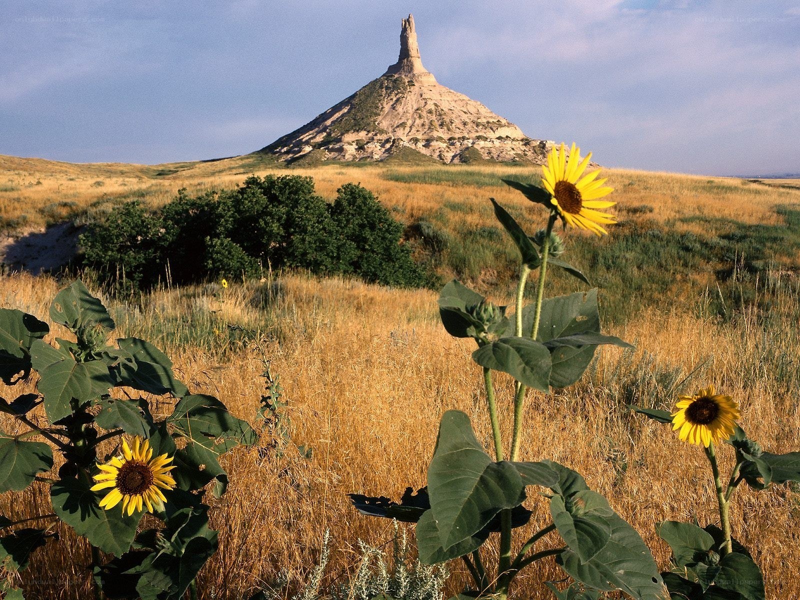 Sunflowers at Chimney Rock
