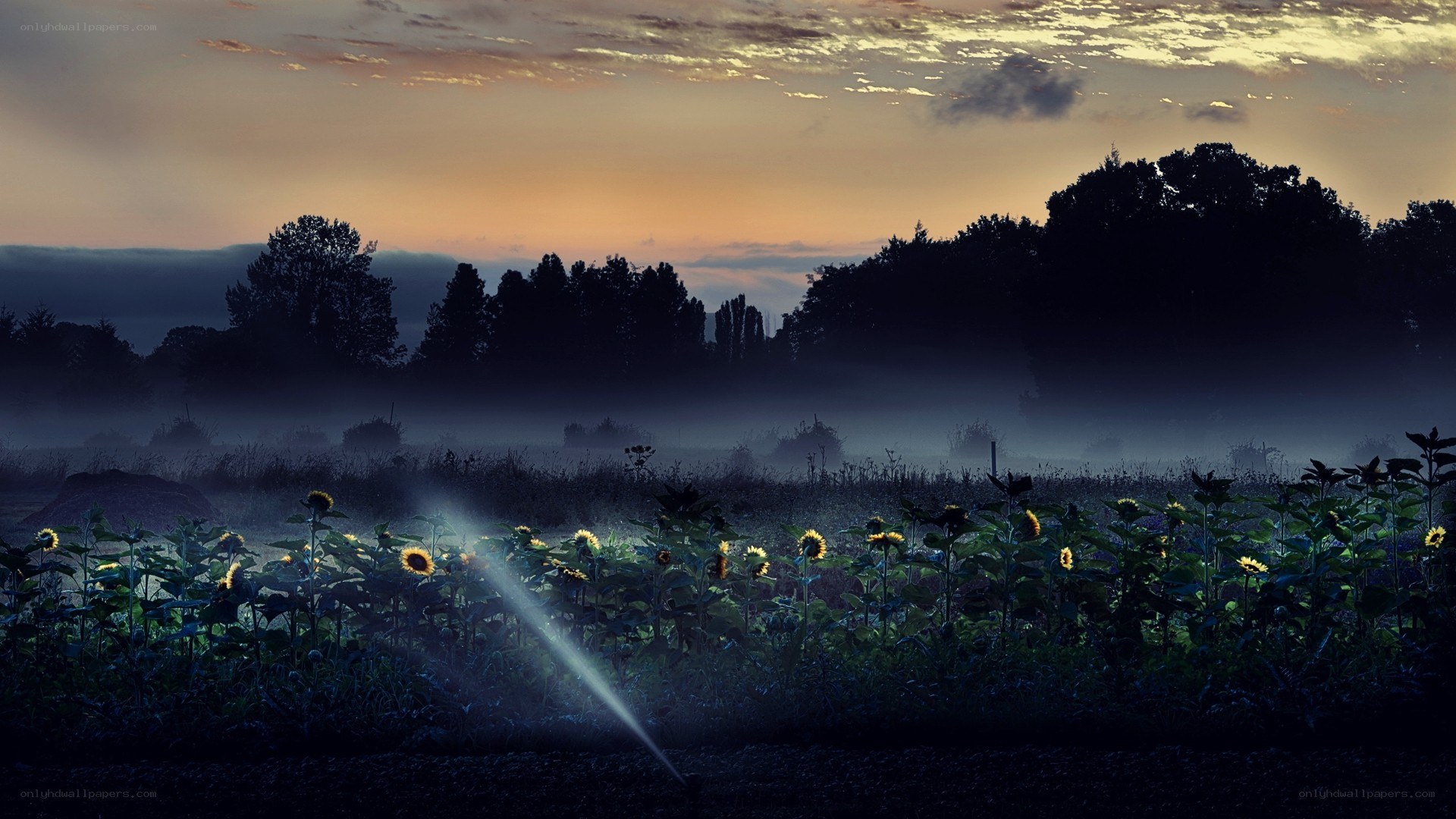 Sunflowers at dawn in mist