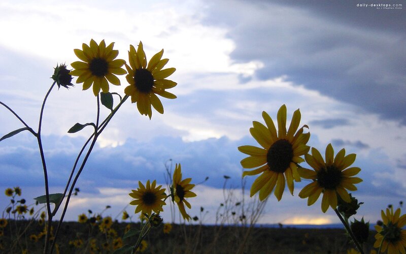 Sunflowers at dusk