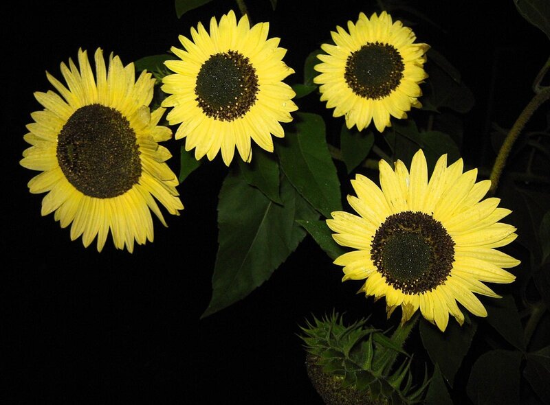 Sunflowers at night