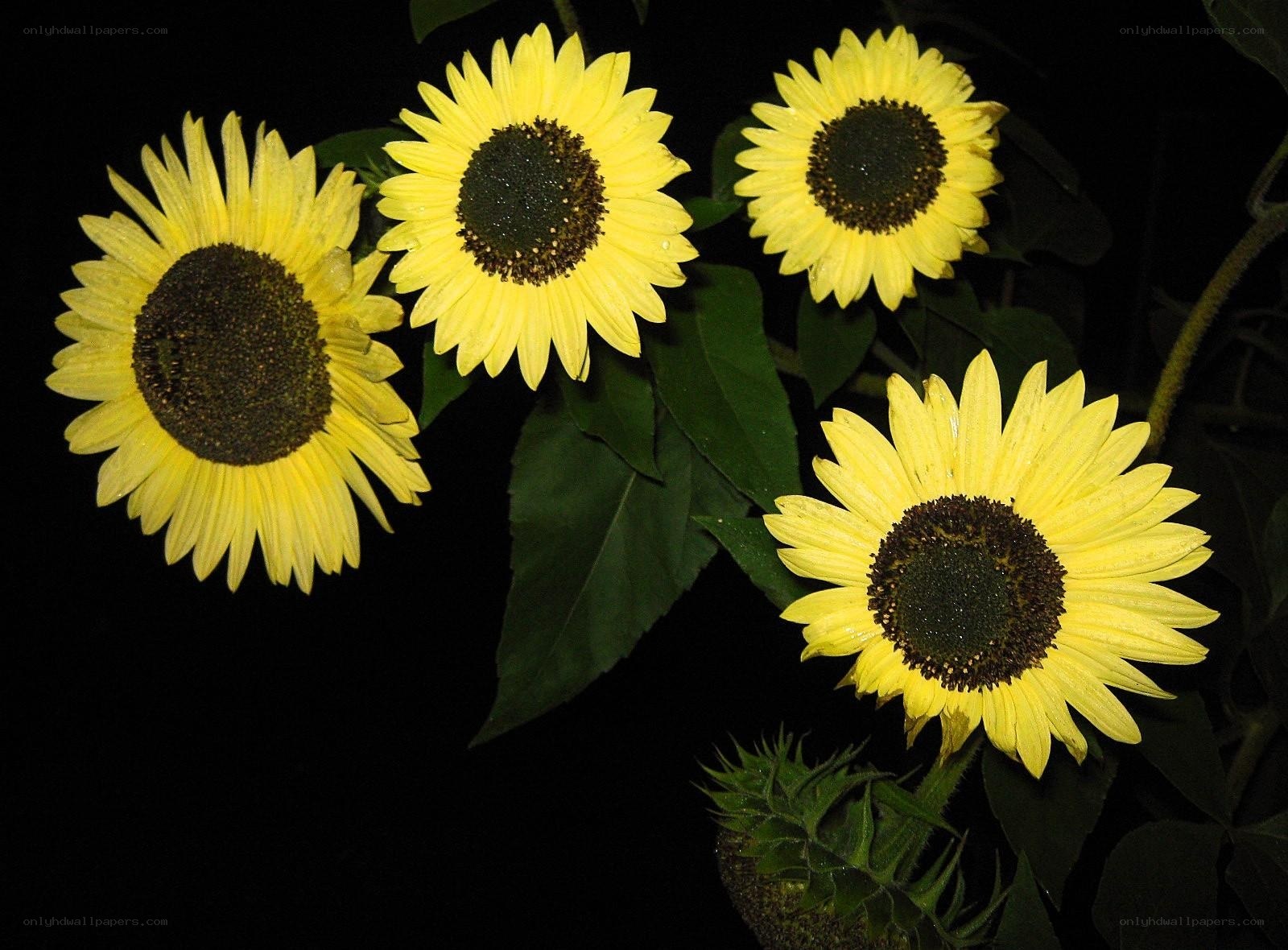 Sunflowers at night