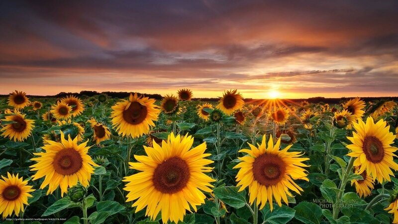 Sunflowers at sunset