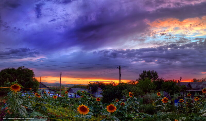 Sunflowers at sunset