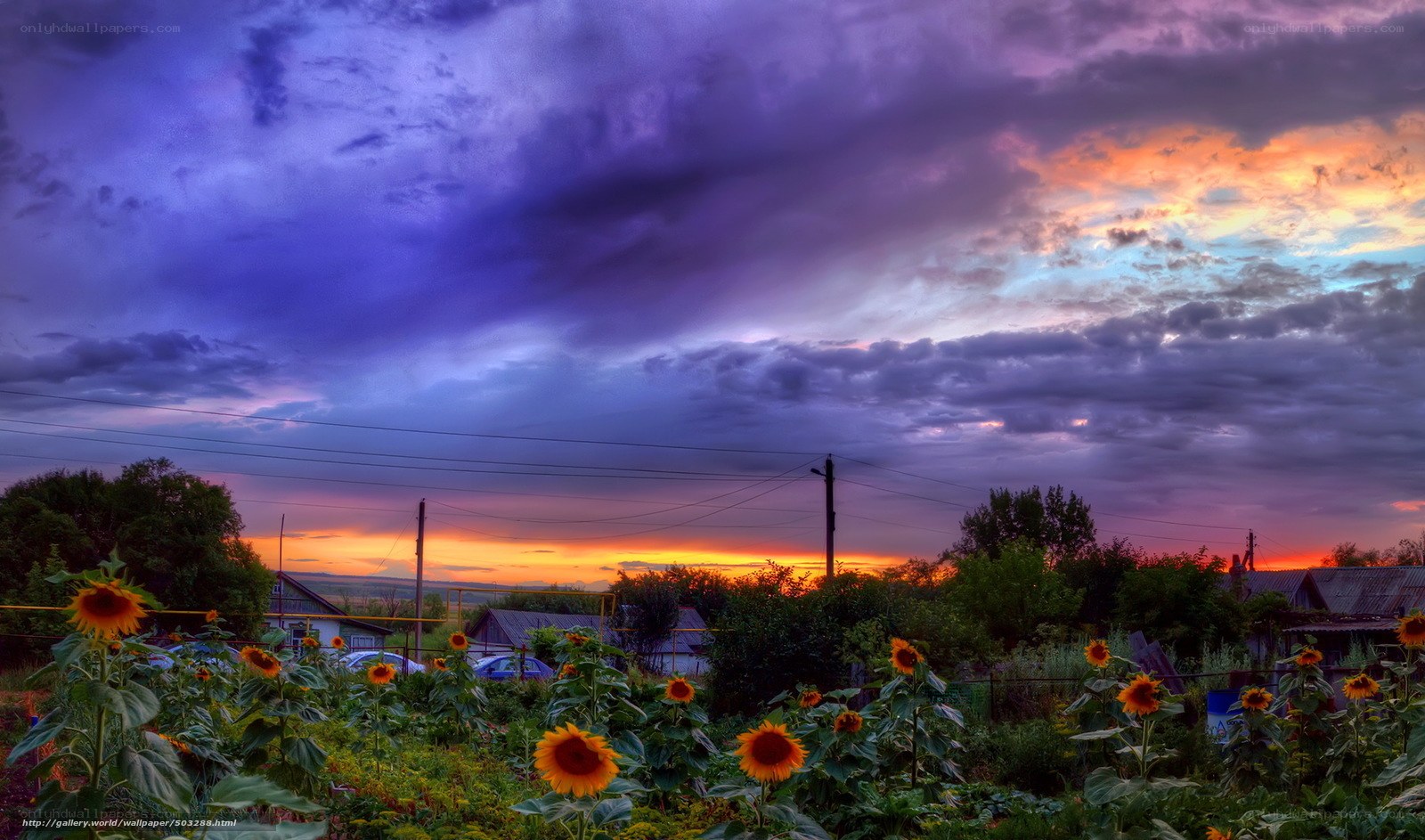 Sunflowers at sunset