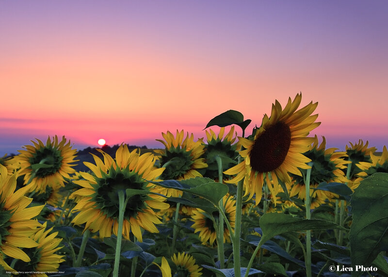Sunflowers at sunset