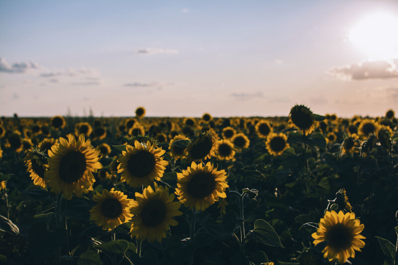 Sunflowers at sunset