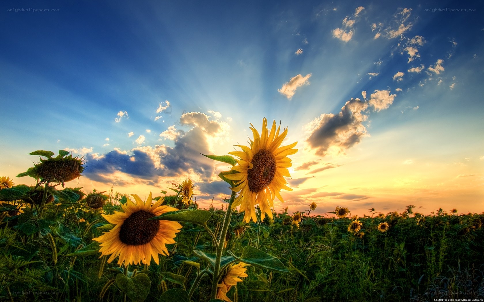 Sunflowers at sunset