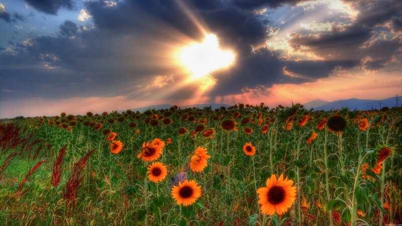 Sunflowers at sunset