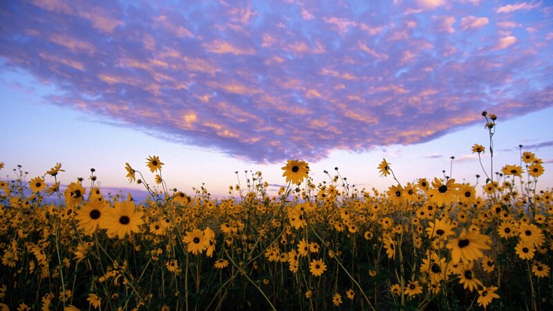 Sunflowers at sunset