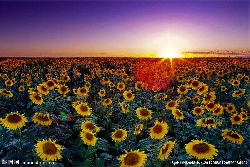 Sunflowers at sunset
