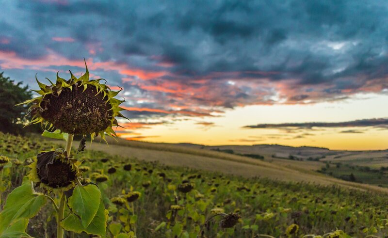 Sunflowers at sunset