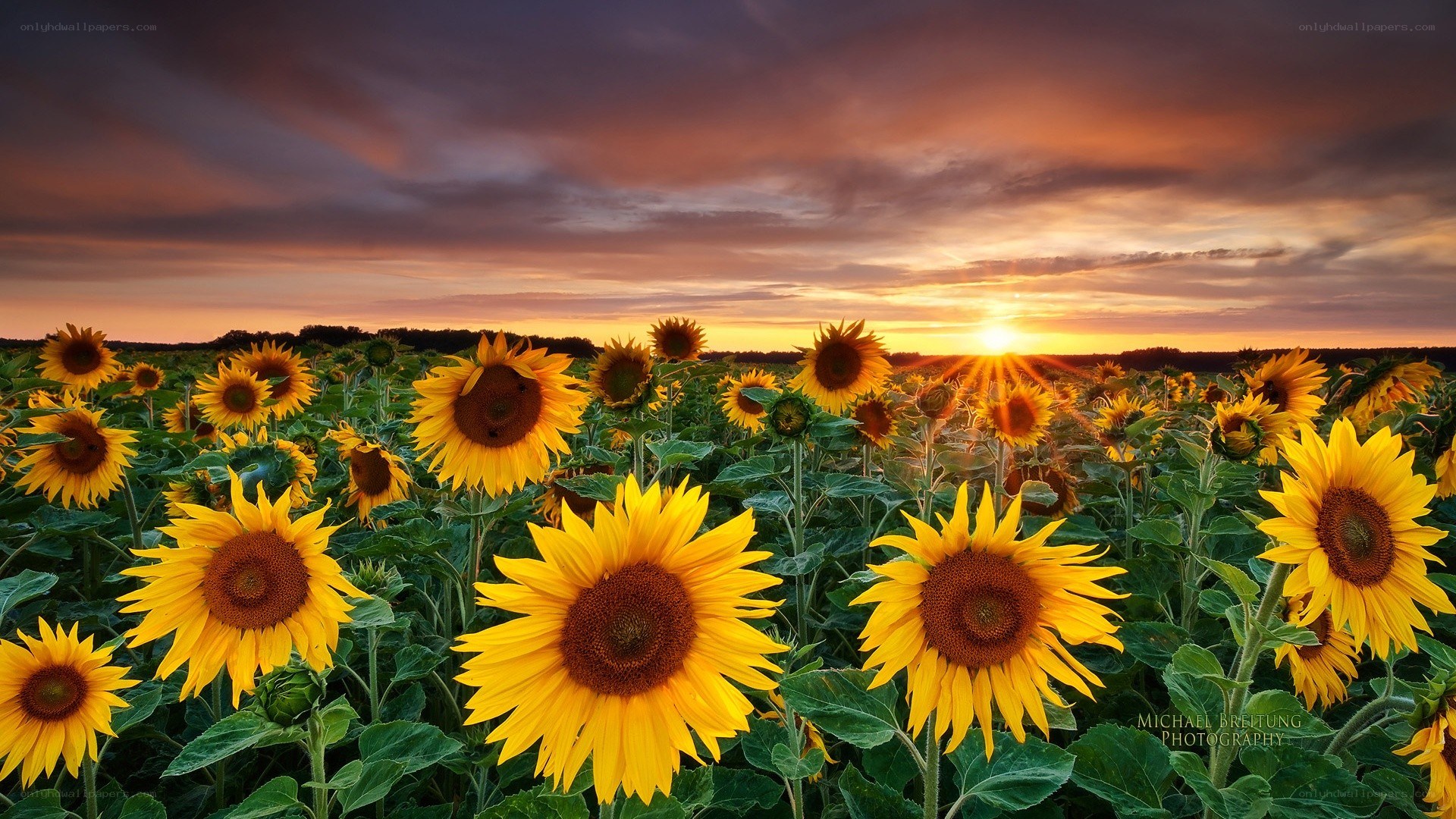 Sunflowers at sunset