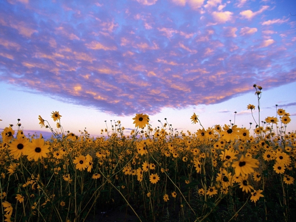 Sunflowers at sunset