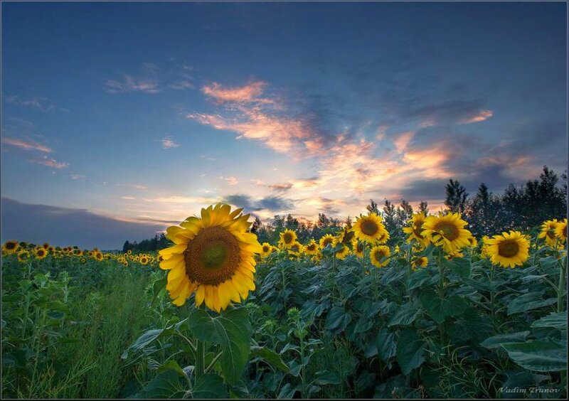 Sunflowers at sunset