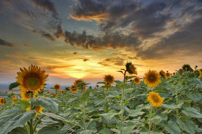 Sunflowers at sunset