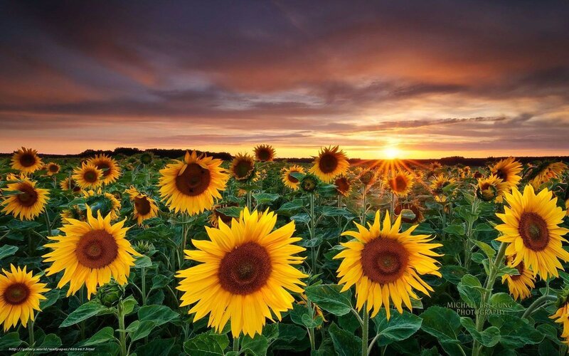 Sunflowers at sunset