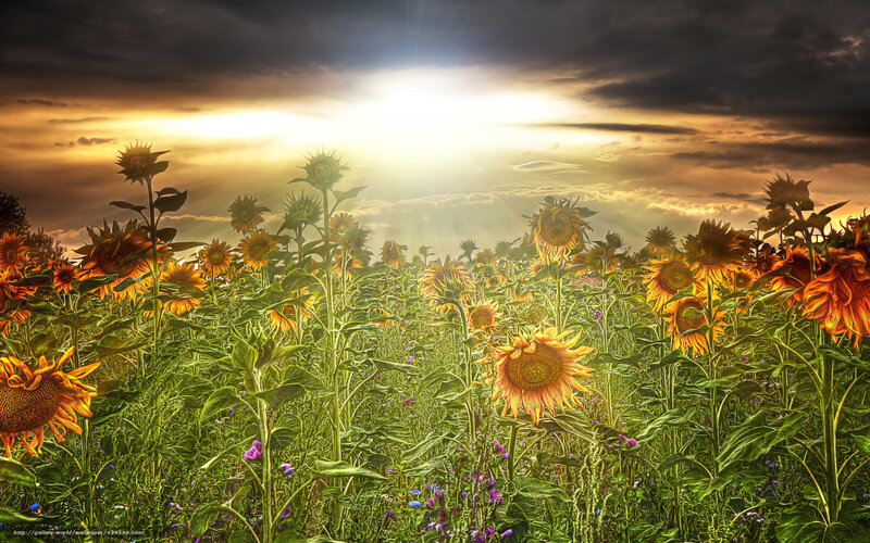 Sunflowers at sunset