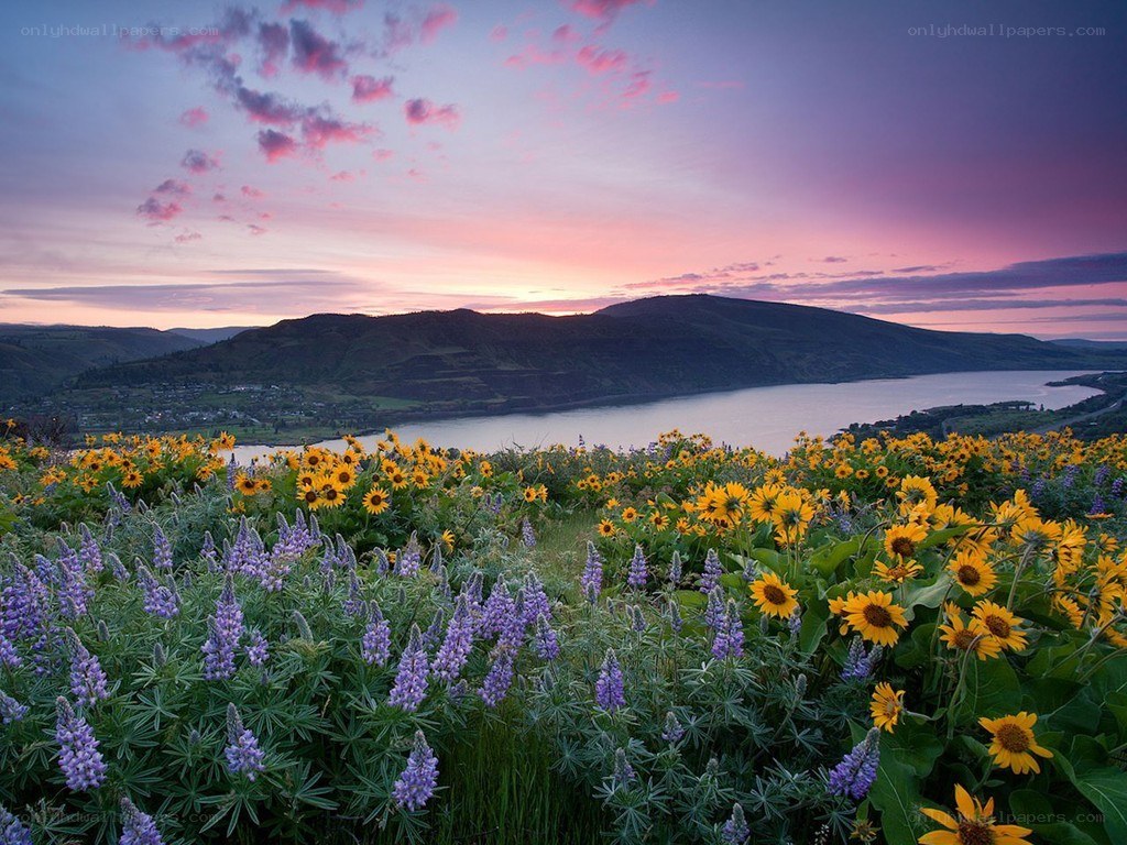Sunflowers at sunset by the lake