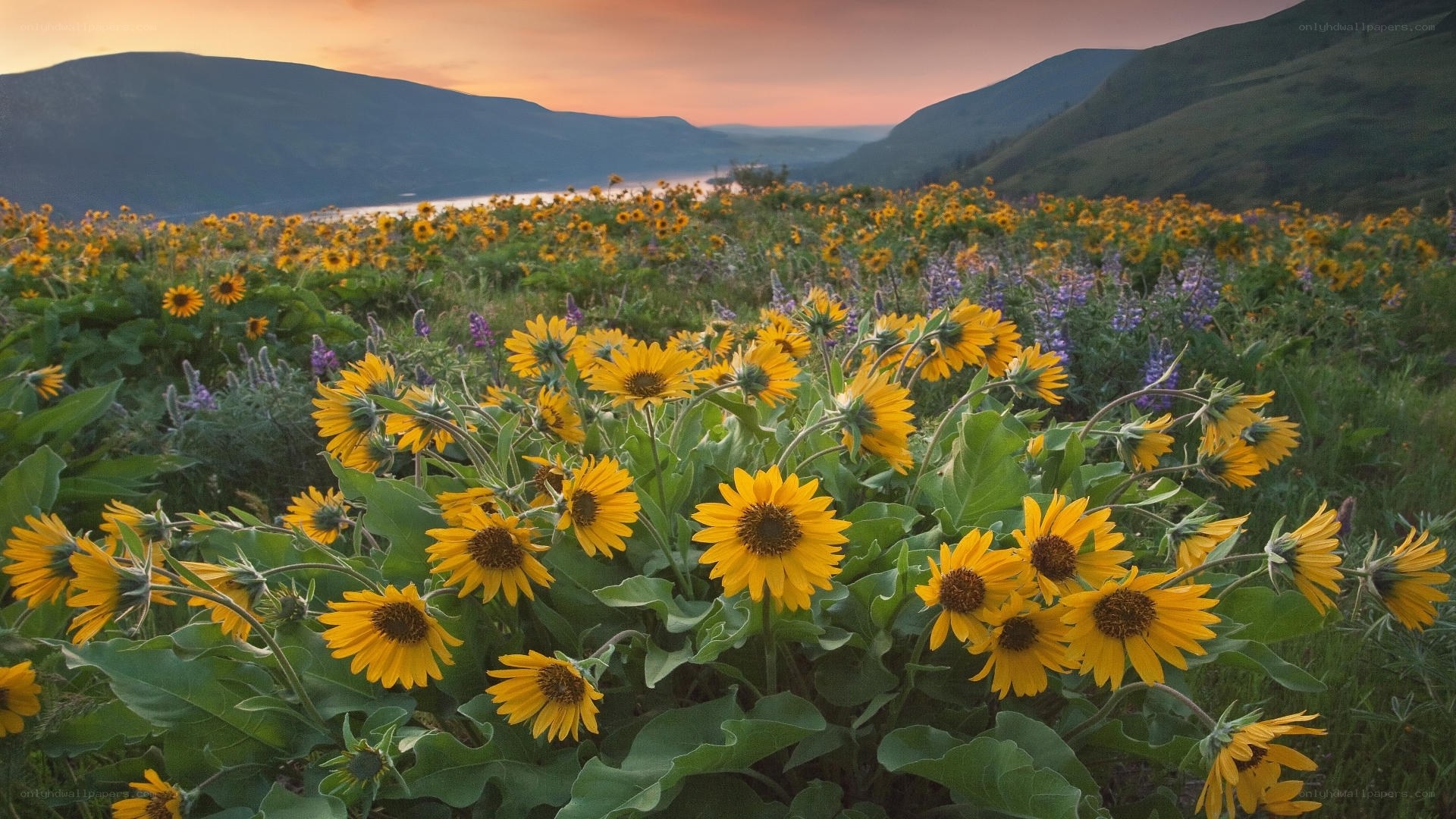 Sunflowers at sunset by the lake