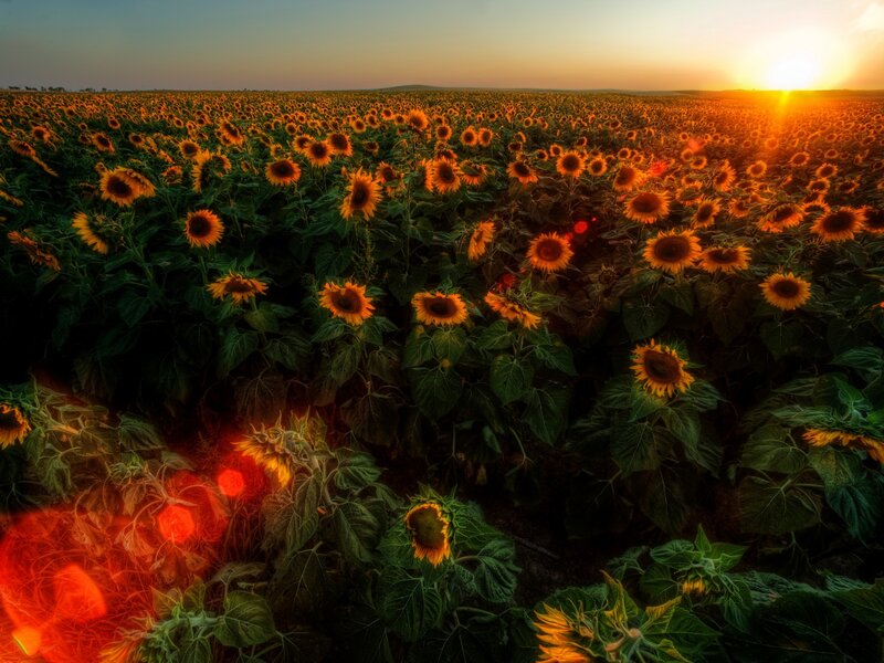 Sunflowers at sunset field