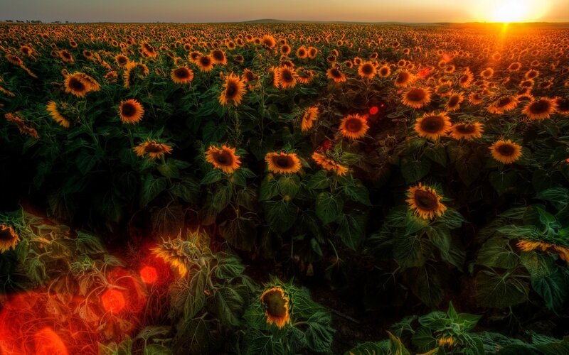 Sunflowers at sunset field