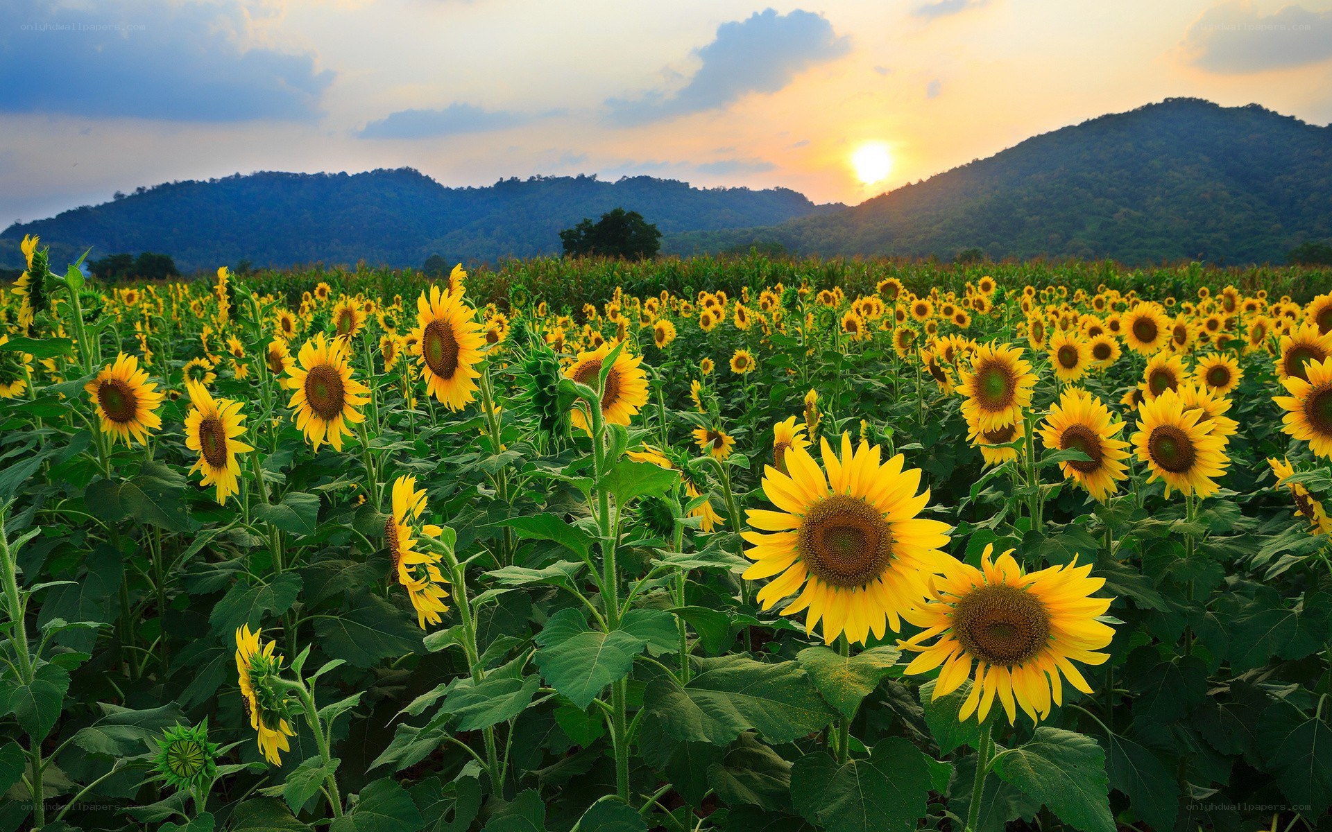 Sunflowers at sunset in a field