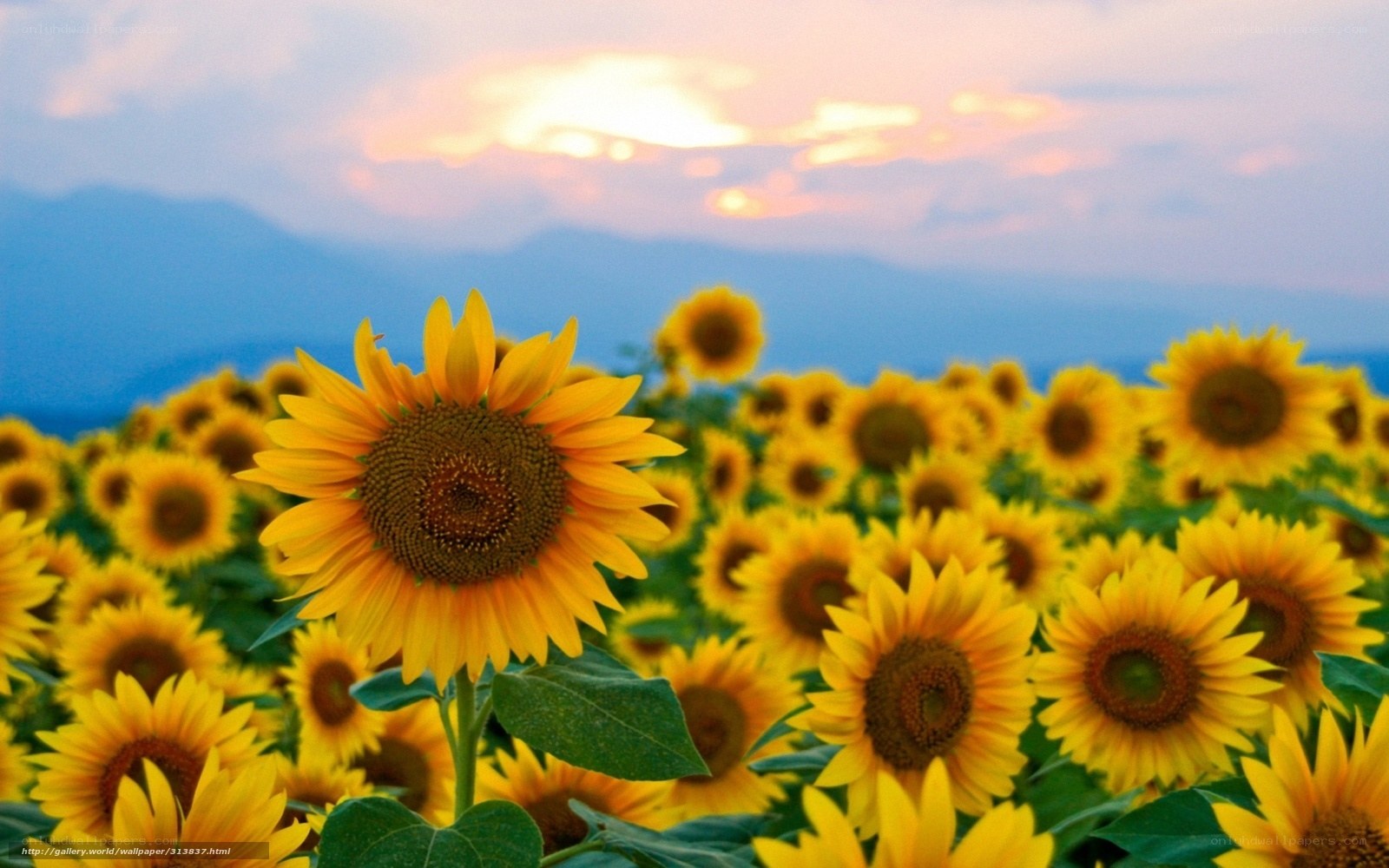 Sunflowers at sunset in a field
