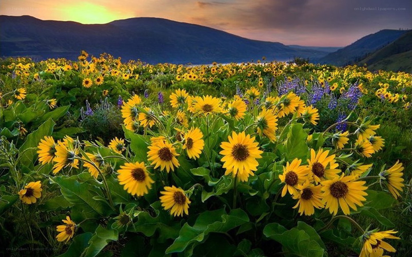Sunflowers at sunset in a valley