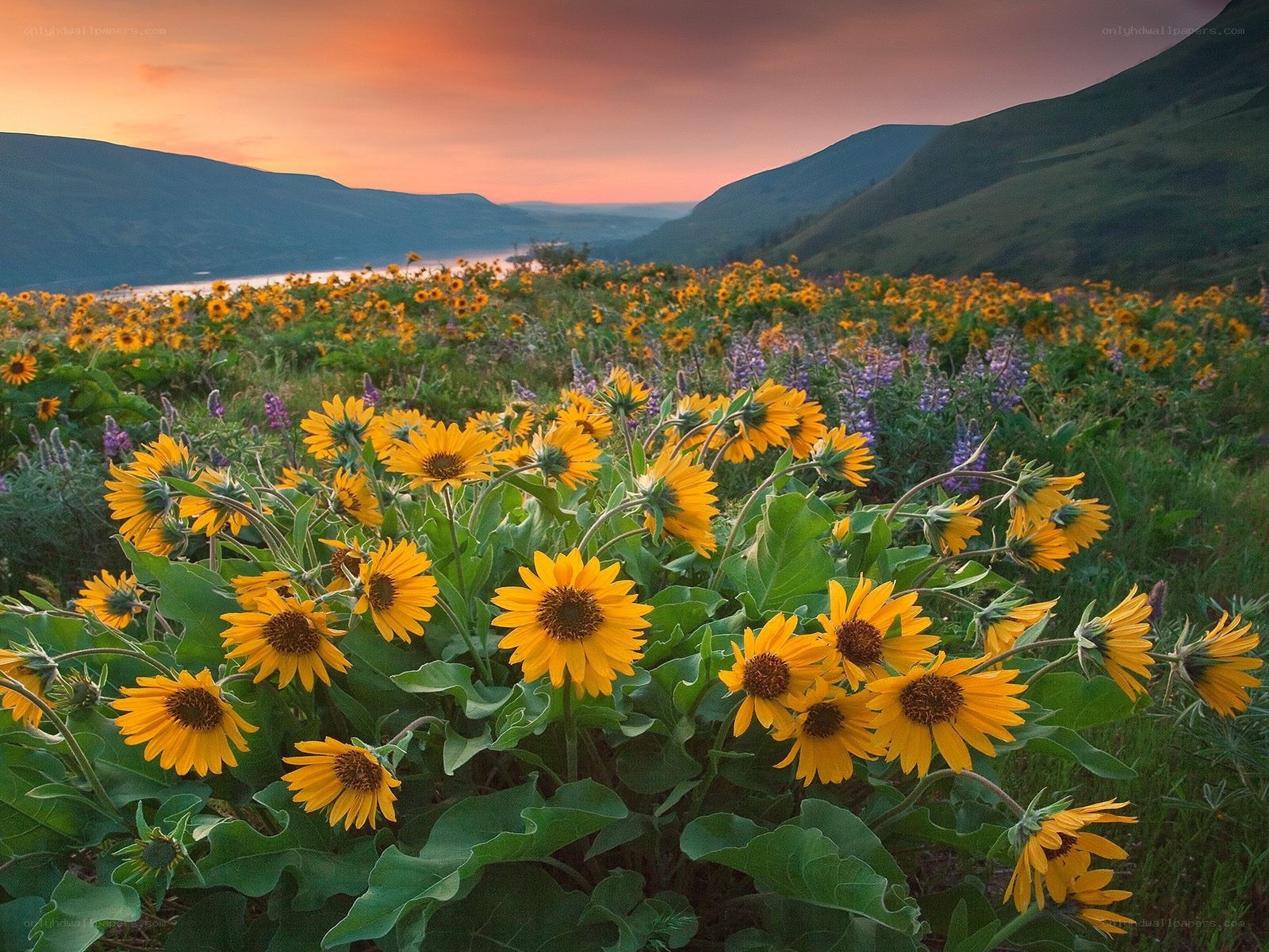 Sunflowers at sunset in a valley