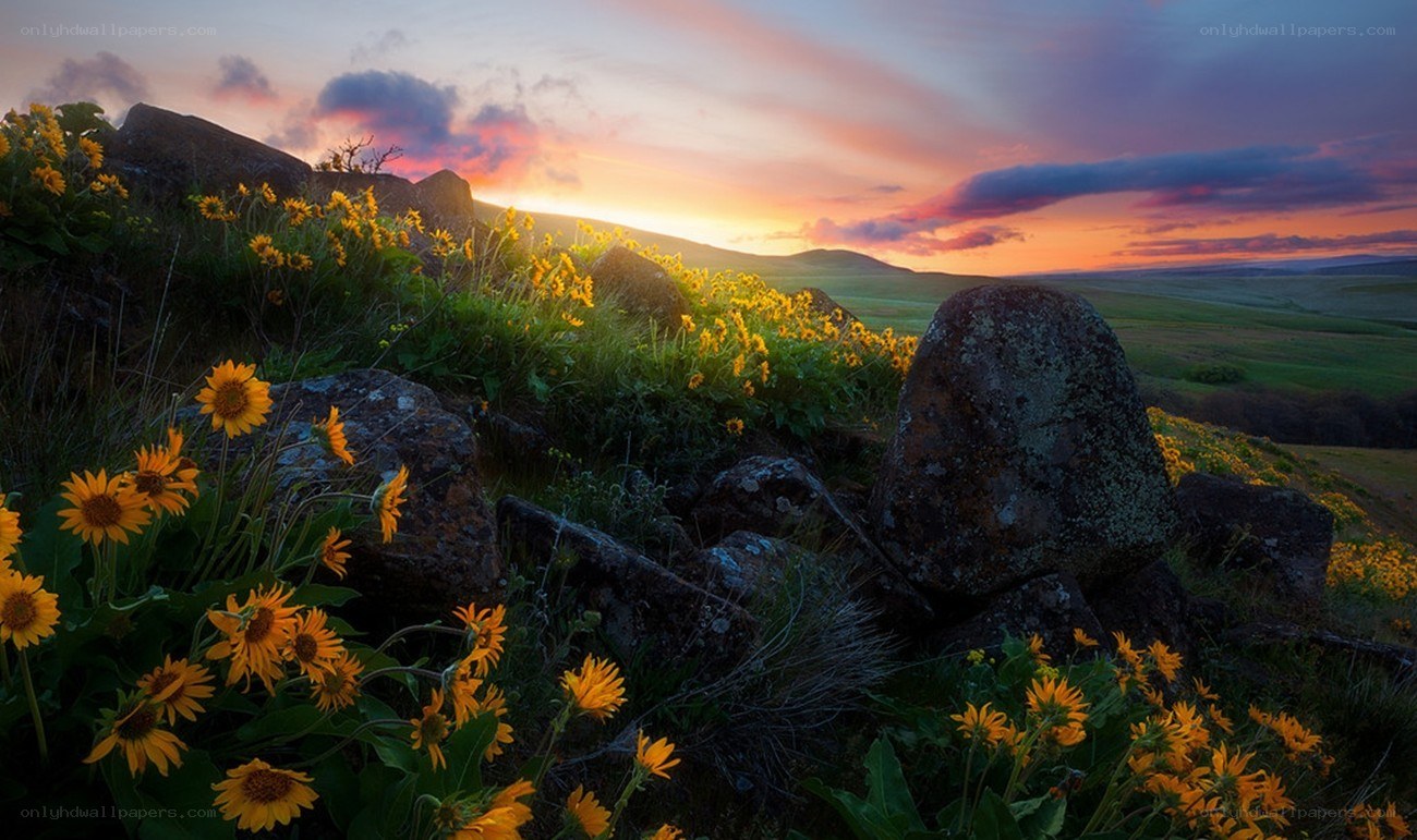 Sunflowers at sunset on a hill