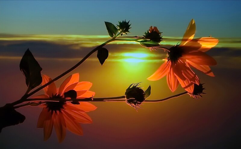 Sunflowers at Sunset — Orange, Serene